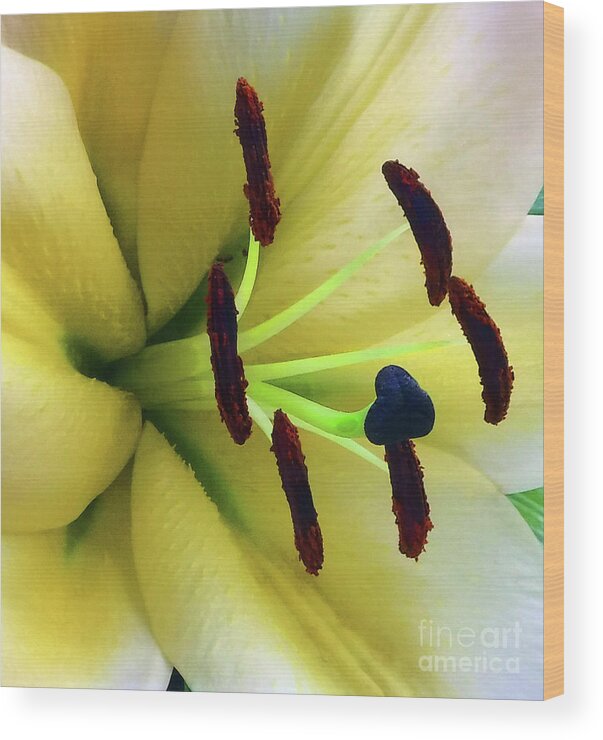Flower Wood Print featuring the photograph Closeup Lilly by Mafalda Cento