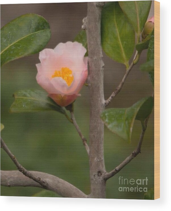 Coral Camellia Wood Print featuring the photograph Coral Camellia 1 by Marta Robin Gaughen