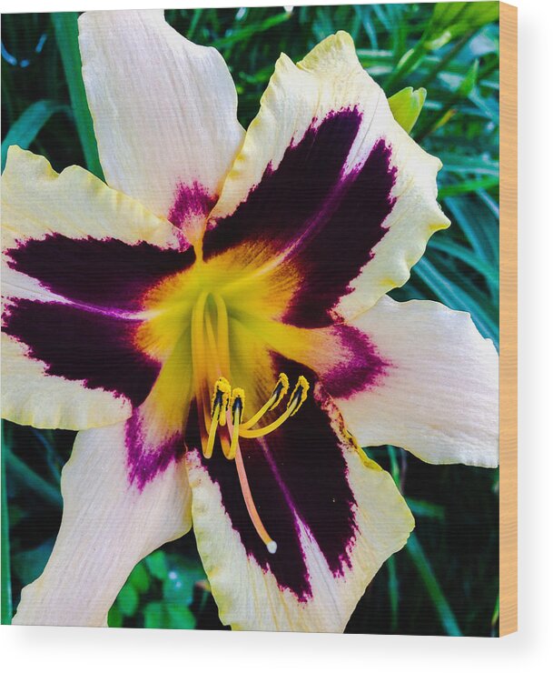 Macro Wood Print featuring the photograph Cream And Purple Lily Macro by Jennifer Kohler
