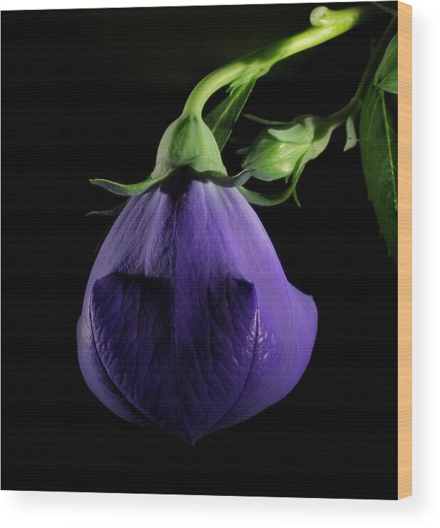 Purple Wood Print featuring the photograph Delight by Robert Och