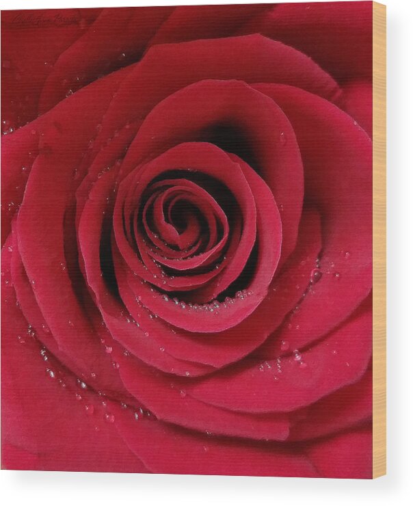 Red Wood Print featuring the photograph Dew Drop Rose by ChelleAnne Paradis
