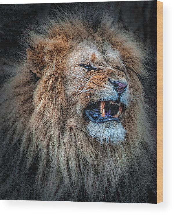 Male Lion Wood Print featuring the photograph Do Not Disturb by Brian Tarr
