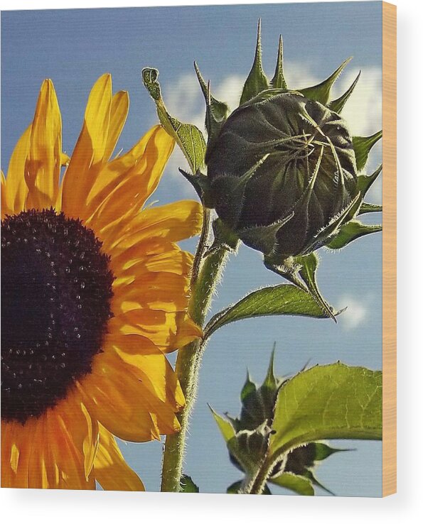 Sunflower Wood Print featuring the photograph Early Riser by Amanda Smith