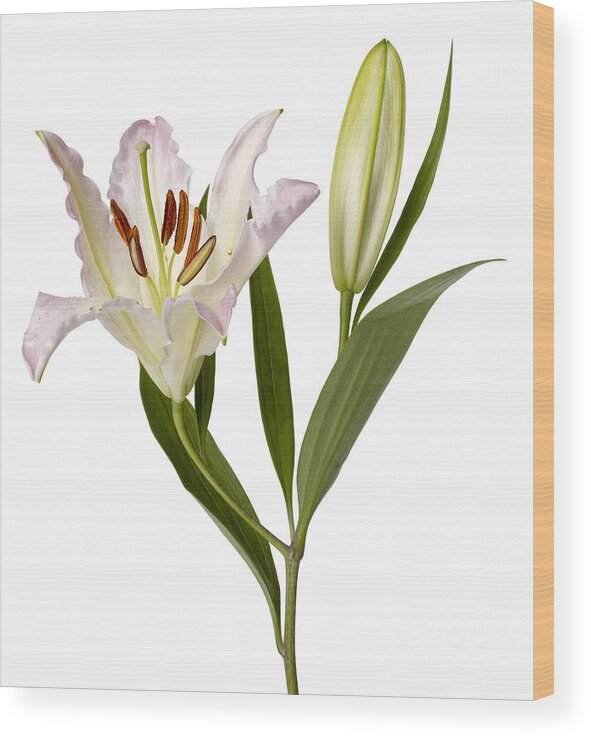 Easter Lilly Wood Print featuring the photograph Easter Lilly by Tony Cordoza