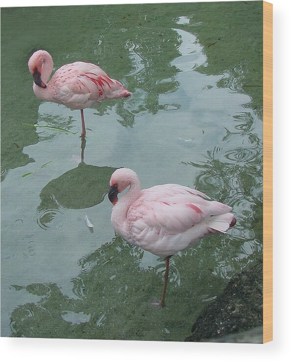 Wildlife Wood Print featuring the photograph Flamingoes Posing by Shirley Heyn