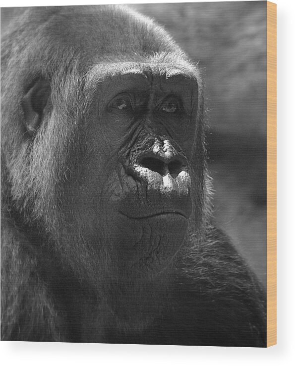 Gorilla Wood Print featuring the photograph Gentle Gorilla by Lori Seaman