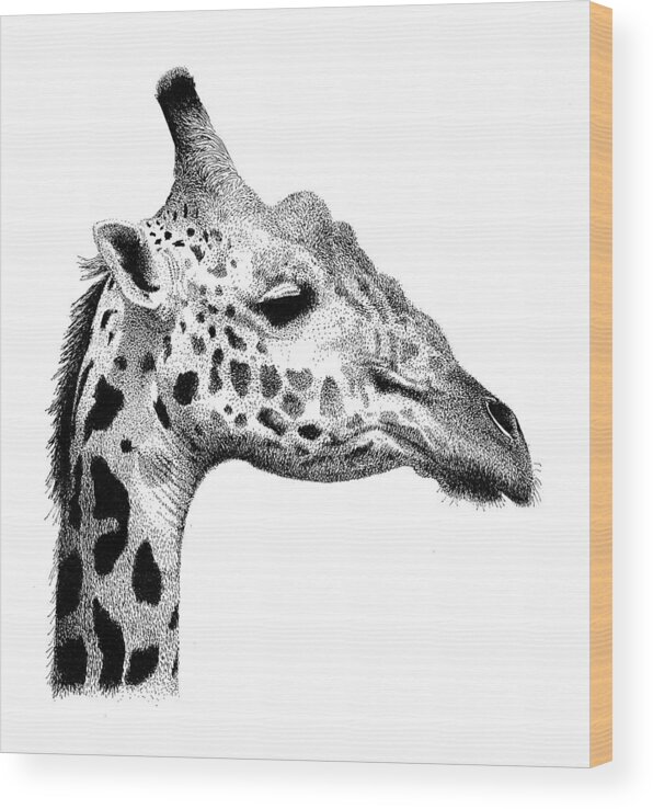 Giraffe Wood Print featuring the drawing Giraffe by Scott Woyak