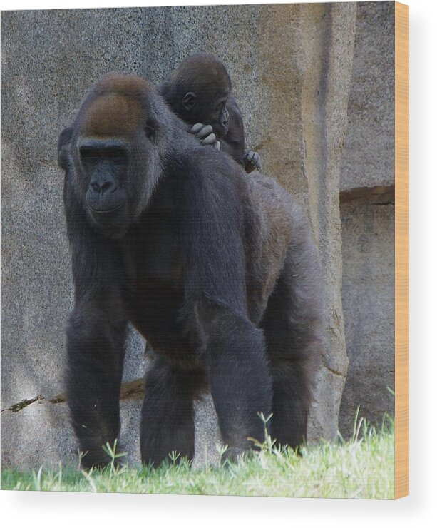 Gorilla Wood Print featuring the photograph Gorilla Baby Carry 1 by Phyllis Spoor