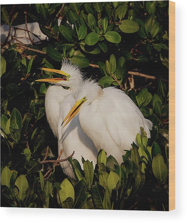 Bird Wood Print featuring the photograph Great Egret Chicks by Richard Goldman