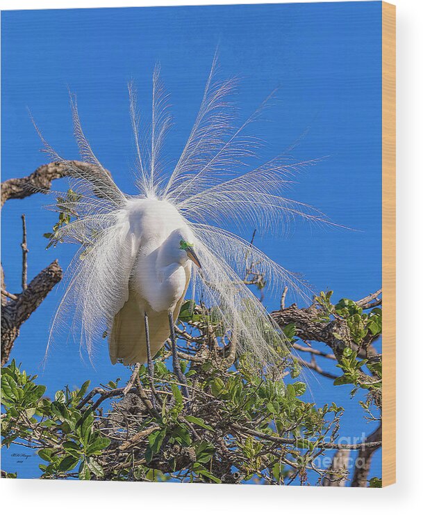 Egrets Wood Print featuring the photograph Great Egret In Breeding Plumage by DB Hayes