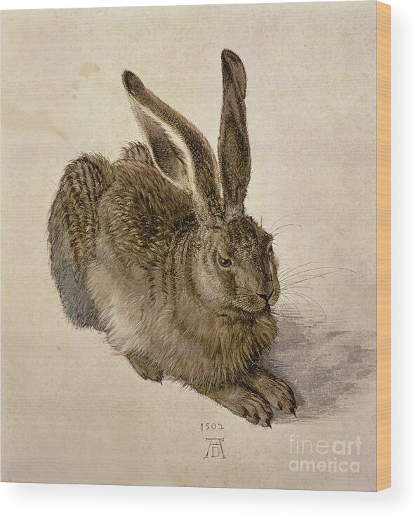 #faatoppicks Wood Print featuring the painting Hare by Albrecht Durer