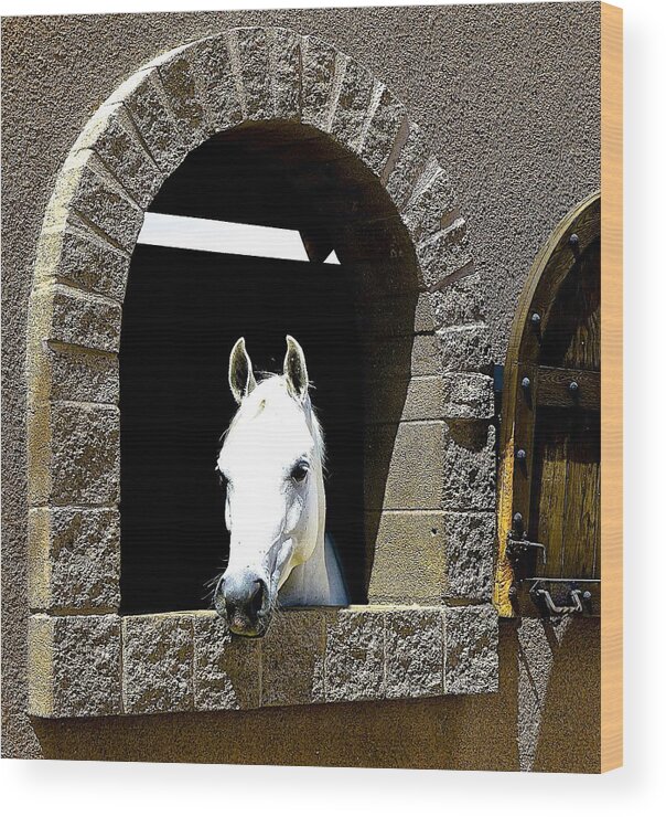 Horse Wood Print featuring the photograph Hello You by Barbara Zahno