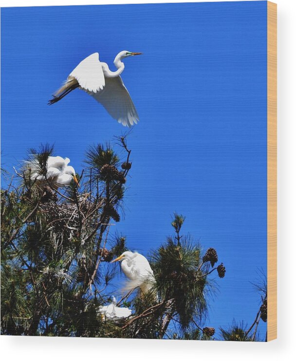 Herons Wood Print featuring the photograph Heron Trio by Eileen Brymer