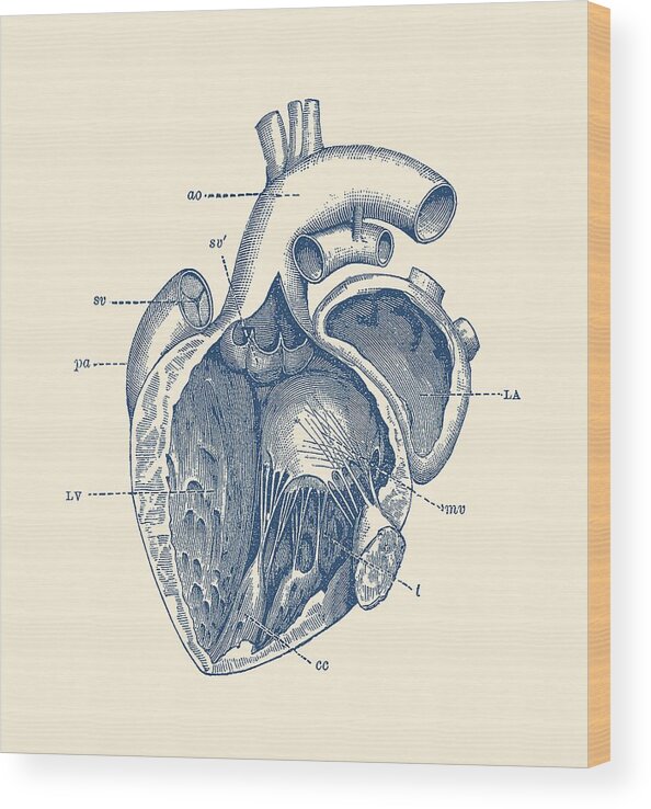 Vintage Wood Print featuring the drawing Internal Human Heart Diagram - Anatomy Poster by War Is Hell Store
