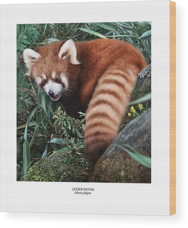Panda Wood Print featuring the digital art LESSER PANDA Ailurus fulgens by Owen Bell