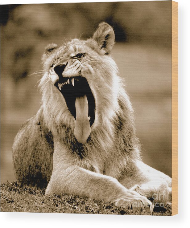 Lion Wood Print featuring the photograph Lion Roar by Gunther Allen