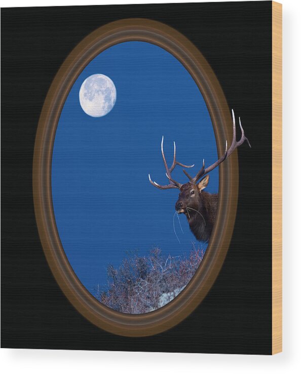 Elk Wood Print featuring the photograph Looking Beyond by Shane Bechler