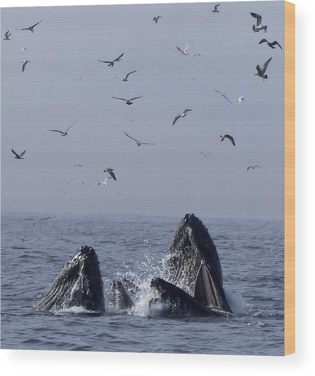 Humpback Whales Wood Print featuring the photograph Lunge Feeding Humpback Whales by Amelia Racca