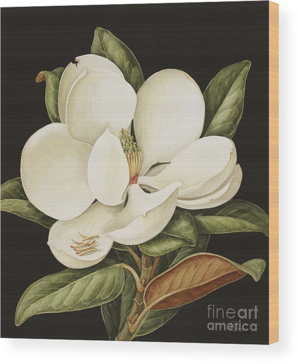 Still-life Wood Print featuring the painting Magnolia Grandiflora by Jenny Barron
