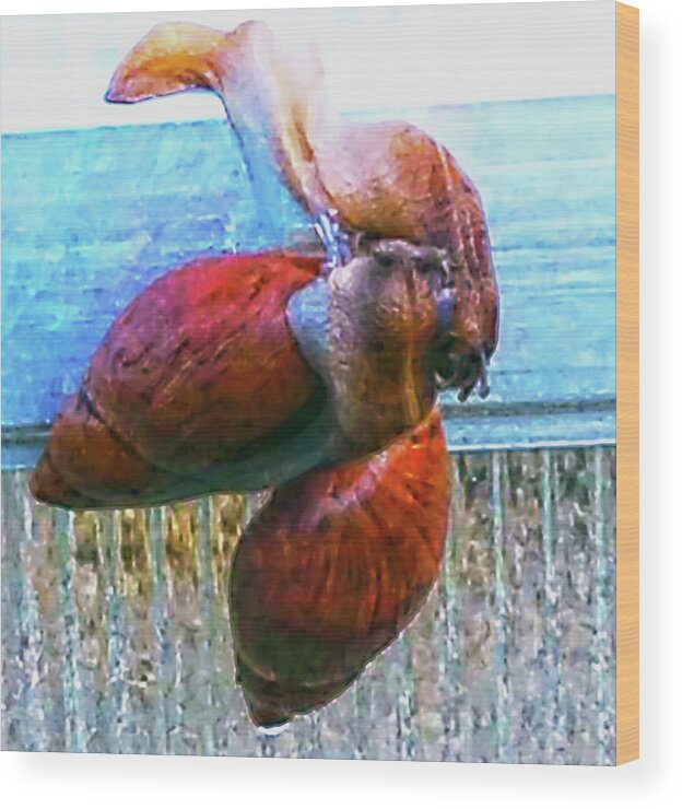 Mating Snails Wood Print featuring the photograph Mating Snails by Gina O'Brien