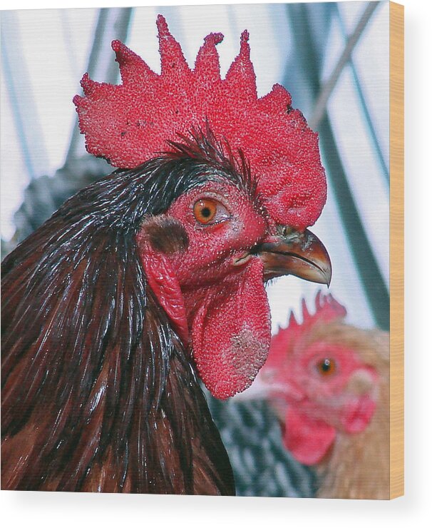 Roosters Wood Print featuring the photograph Mick by Mary Halpin