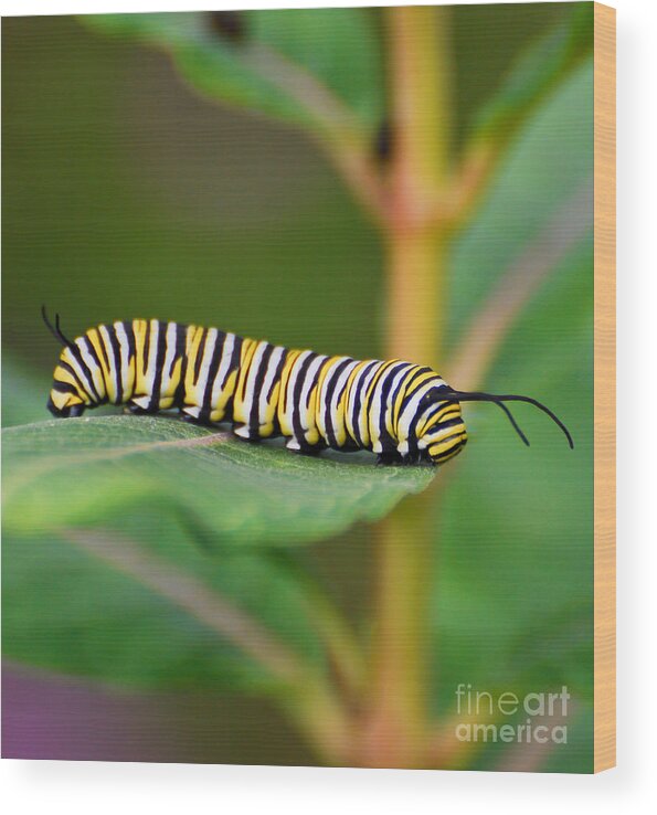 Monarch Wood Print featuring the photograph Monarch Caterpillar on Milkweed by Kerri Farley