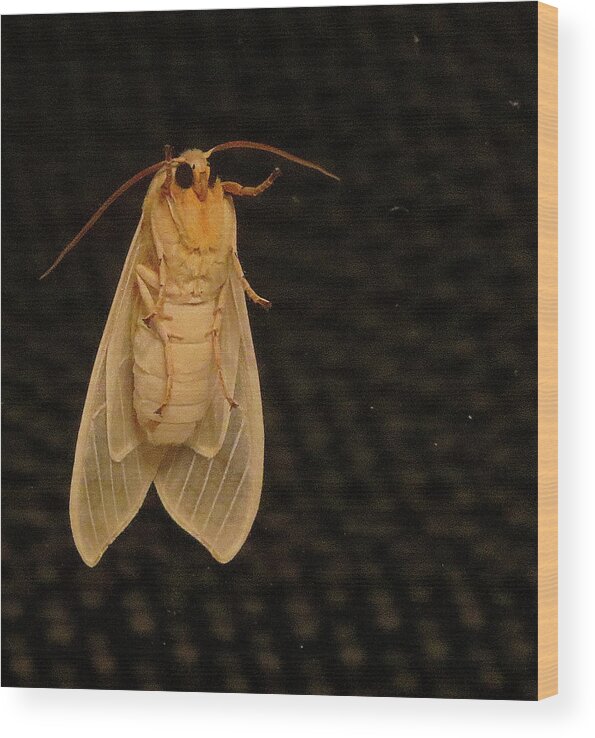 Moth Wood Print featuring the photograph Mothra by Linda Stern