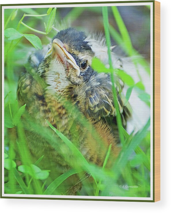 Bird Wood Print featuring the photograph Nestling, Juvenile Male American Robin by A Macarthur Gurmankin