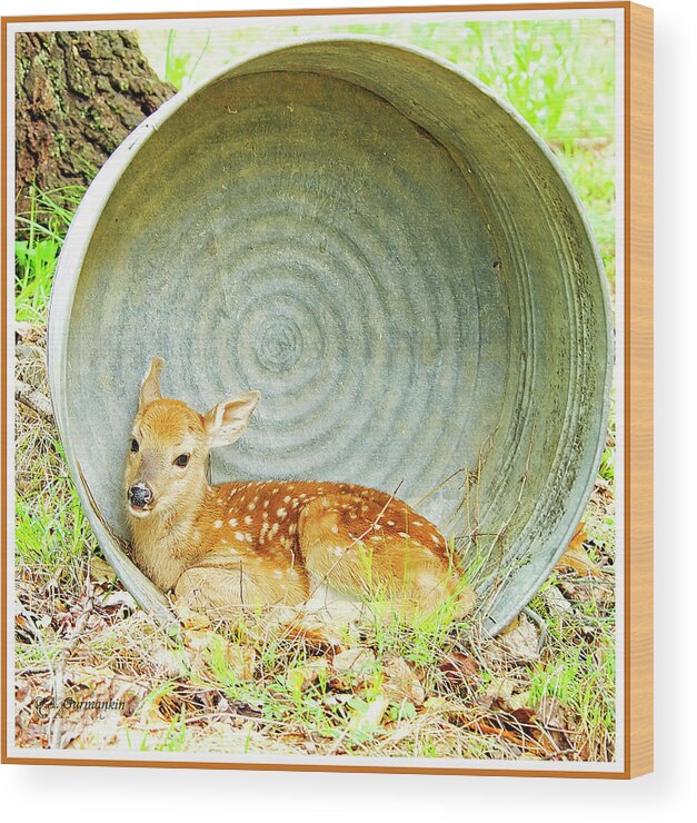Fawn Wood Print featuring the photograph Newborn Fawn finds Shelter in an Old Washtub by A Macarthur Gurmankin