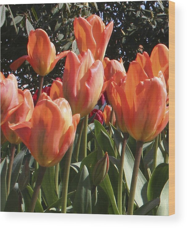 Tulips Wood Print featuring the photograph Orange Tulip 1st panel panorama by Mary Gaines