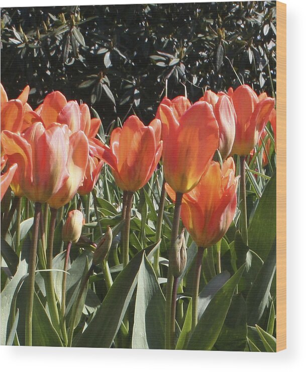 Tulips Wood Print featuring the photograph Orange Tulip 2nd panel panorama by Mary Gaines