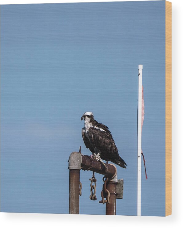 Birds Wood Print featuring the photograph Osprey having lunch by Paul Ross