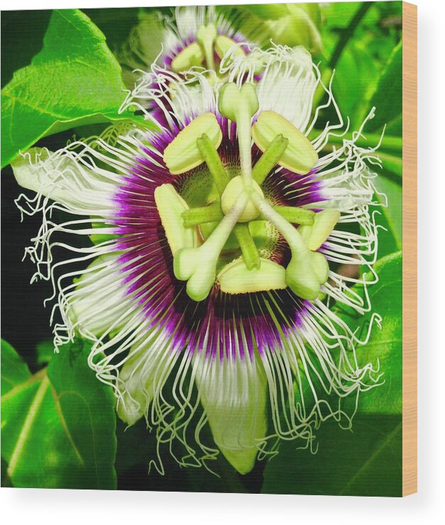 Flowers Of Aloha Passion Flower 1 Hawaii Wood Print featuring the photograph Passion Flower 1 by Joalene Young