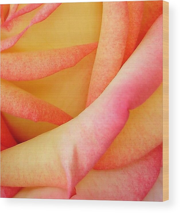Roses Wood Print featuring the photograph Passionate Petals by Anjel B Hartwell