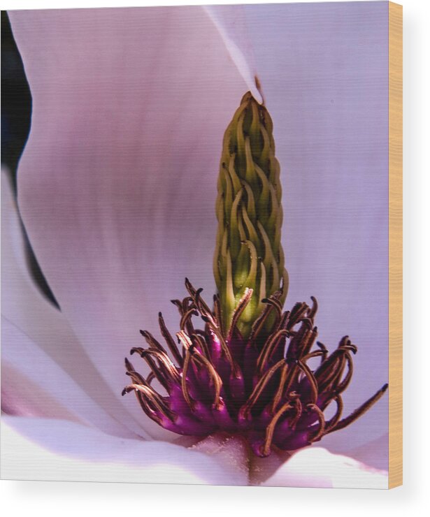 Magnolia Wood Print featuring the photograph Peek a Boo by Stewart Helberg
