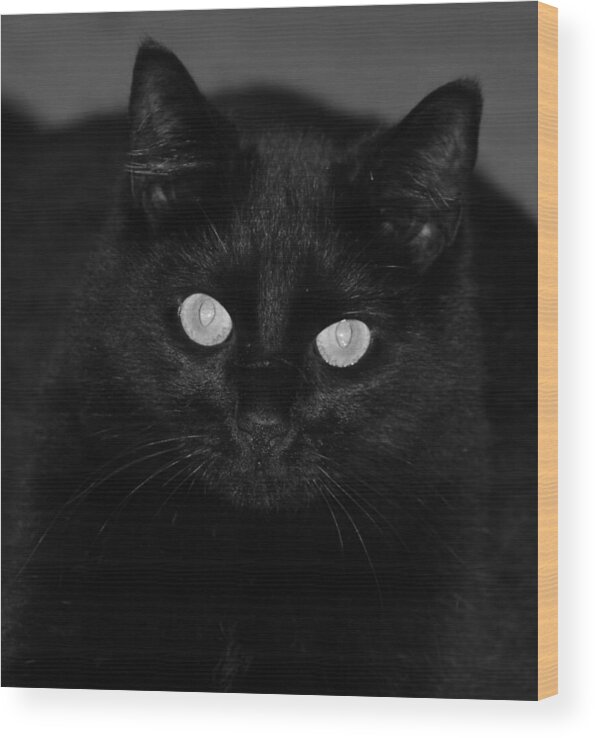 Black Cat Wood Print featuring the photograph Phoebe 1 by Jean Evans