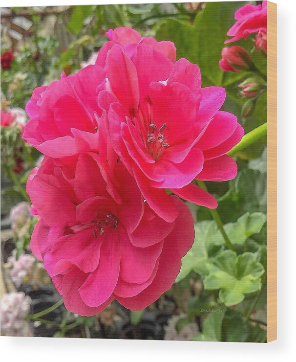 Pink Wood Print featuring the photograph Pink Or Fushia Geranium by Diane Lindon Coy