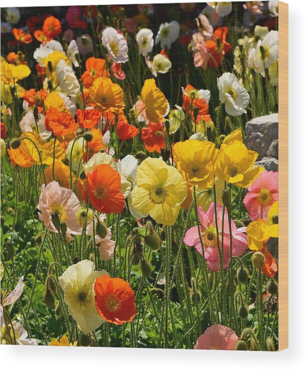 Linda Brody Wood Print featuring the photograph Poppy Garden 1 by Linda Brody