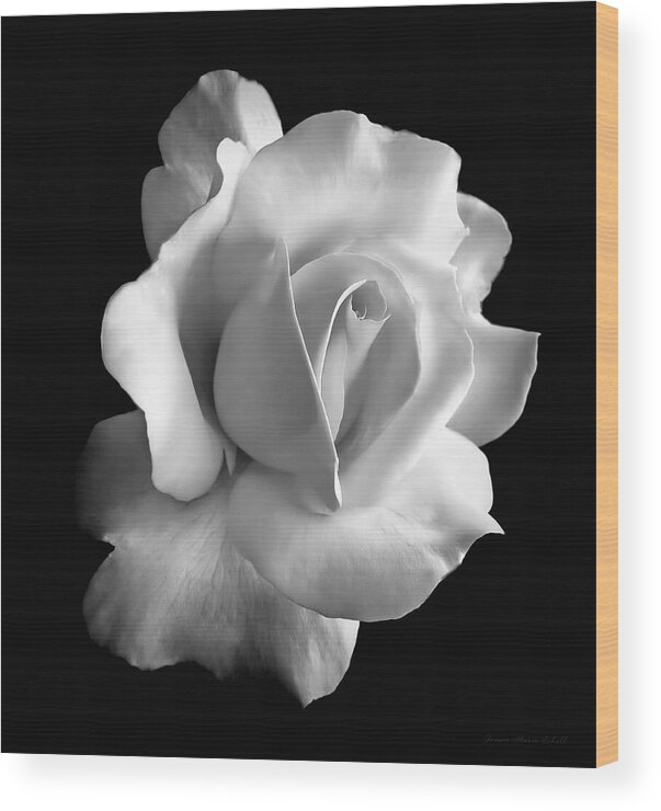 Rose Wood Print featuring the photograph Porcelain Rose Flower Black and White by Jennie Marie Schell