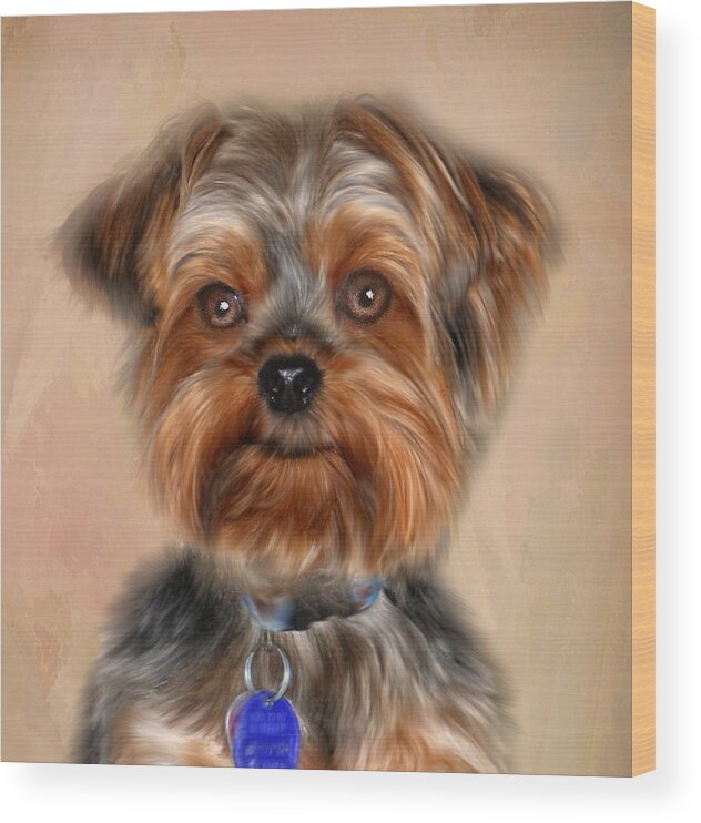 Presley The Yorkie Wood Print featuring the photograph Presley by Mary Timman