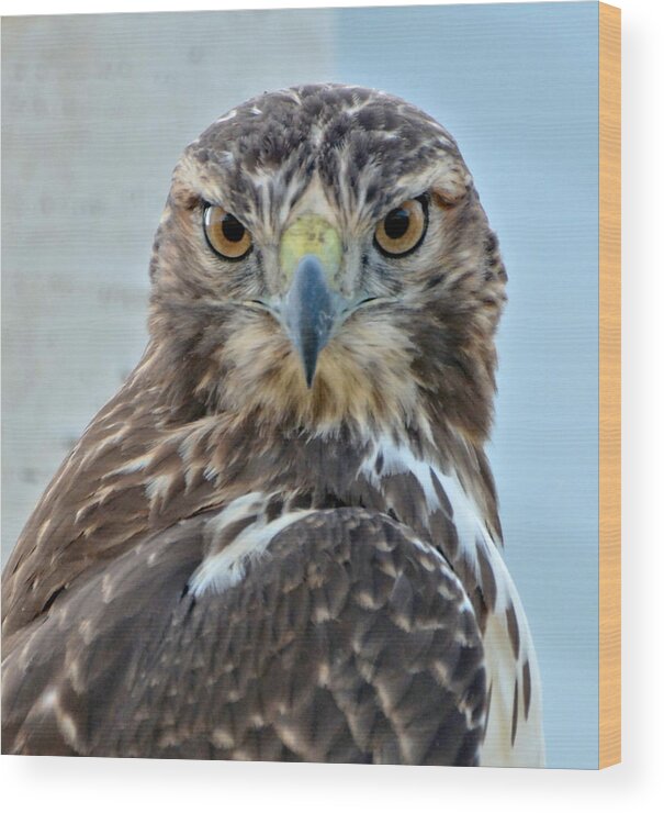 Hawk Wood Print featuring the photograph Red Tailed Hawk Close Up by Amy McDaniel