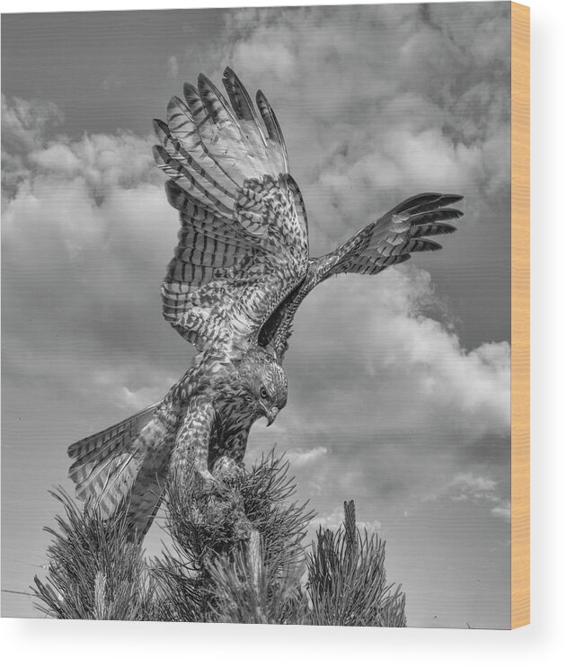 Hawk Wood Print featuring the photograph Red tailed Hawk Wings BW by Rick Mosher