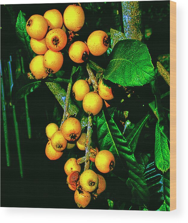 Loquats Wood Print featuring the photograph Ripe Loquats by Gina O'Brien