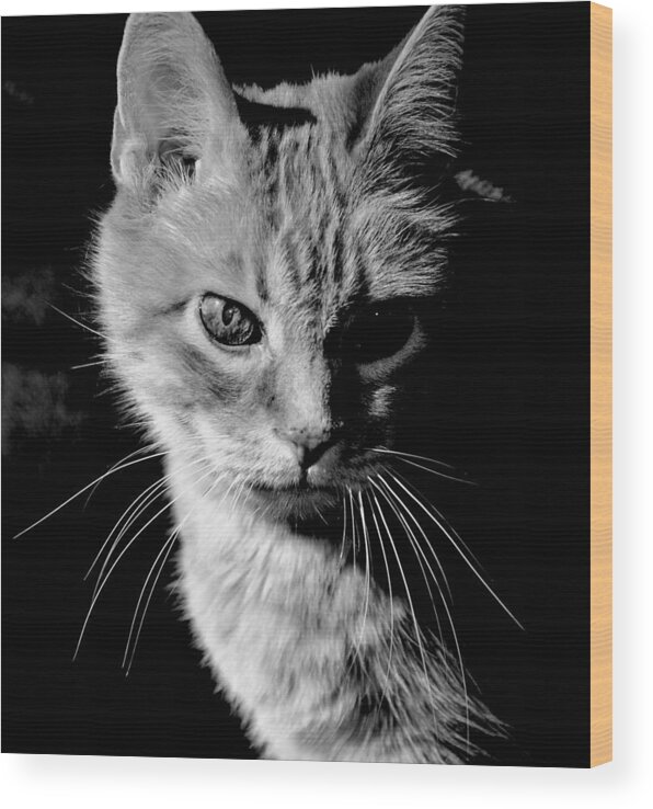 Cat Wood Print featuring the photograph Rustie, Blind, Deaf Extroadinaire Black and White by Antonia Citrino