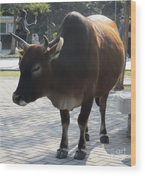 Sacred Cow Wood Print featuring the photograph Sacred Cow 2 by Randall Weidner