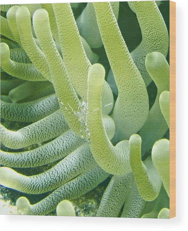 Shrimp Wood Print featuring the photograph Shrimp and Green Anemone by Amy McDaniel