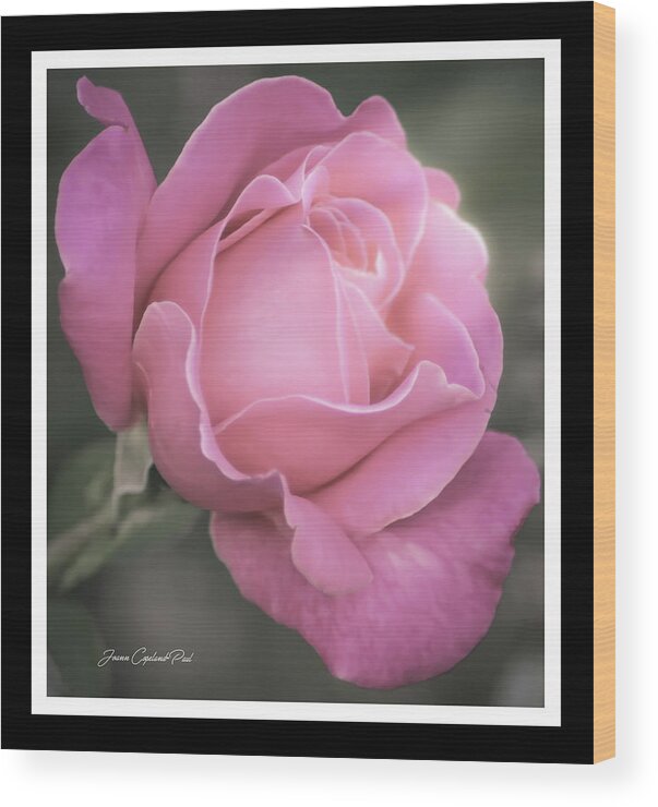Pink Rose Wood Print featuring the photograph Single Stem Pink Rose by Joann Copeland-Paul