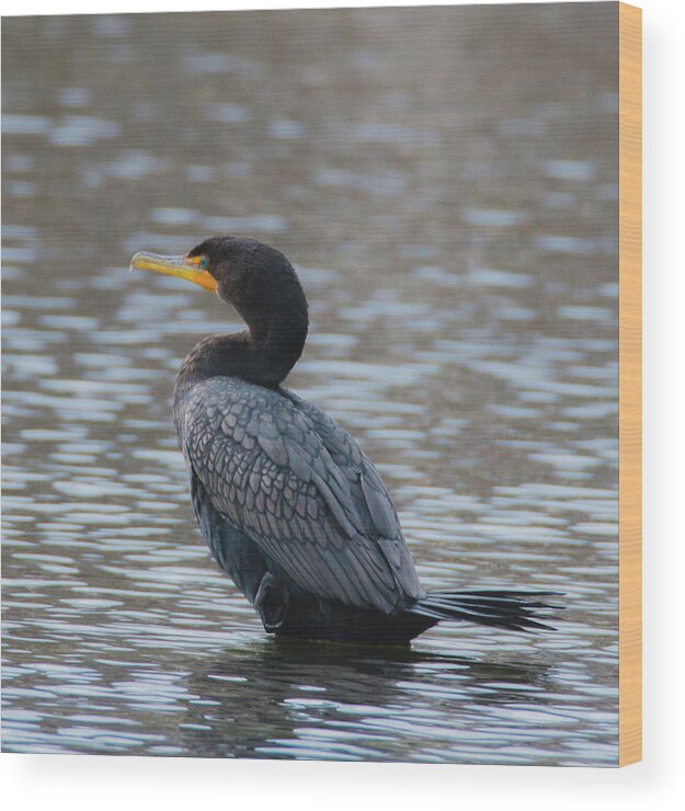 20170128 Wood Print featuring the photograph Sitting Still for a Moment by Jeff at JSJ Photography