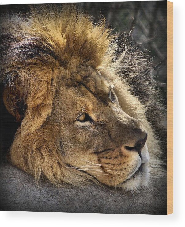 Lion Wood Print featuring the photograph Someday Freedom by Linda Mishler