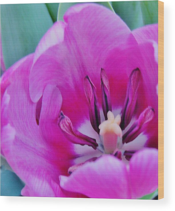 Violet Tulip Wood Print featuring the photograph Spring Celebration by Sharon Ackley